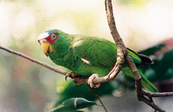 Gran pajareada maya / Great mayan birding