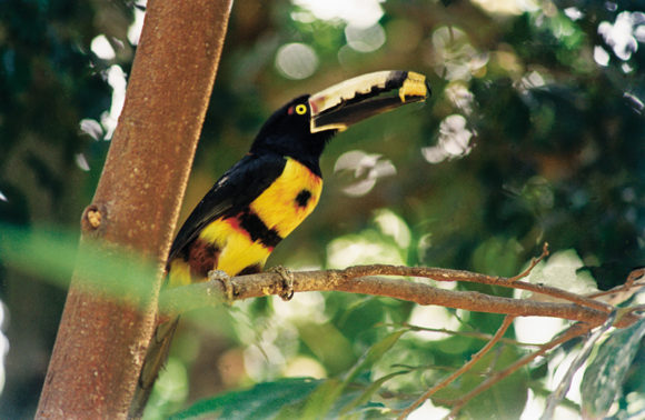 Birdwatching Cancun-Riviera-Maya-Tulum